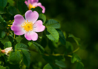 
delicate pink wild rose flower
