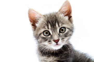 Obraz premium Little gray kitten on a white background. Cat face muzzle closeup looking at the camera. A mutton cat without breed looks at the camera. Banner. Gray kitten in muzzle close-up