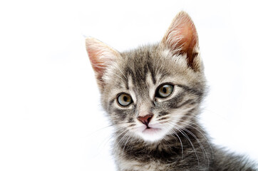 Little gray kitten on a white background. Cat face muzzle closeup looking at the camera. A mutton cat without breed looks at the camera. Banner. Gray kitten in muzzle close-up
