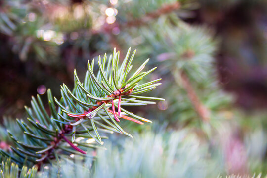 Sprigs of blue spruce. In the background is a blurred image of branches