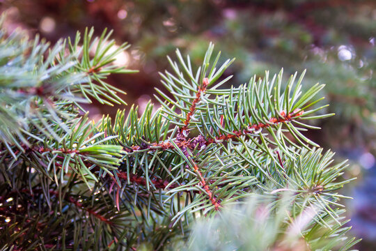 Sprigs of spruce with buds. In the background is a blurred image of branches.