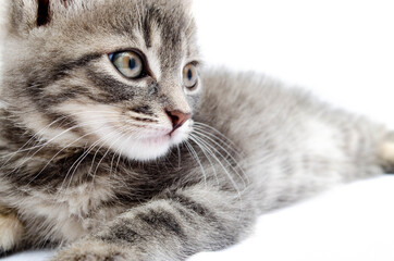Little gray kitten on a white background. The cat lies with its head up. Cat in a hunting pose. Little kitty is preparing for an attack. Cat in the face close-up, face, hats