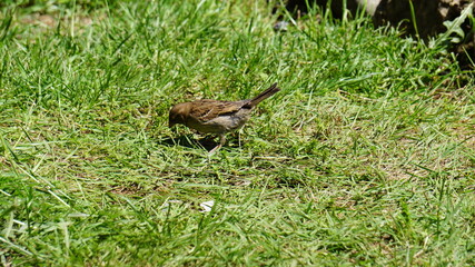 Wróbel na trawie © Sławek
