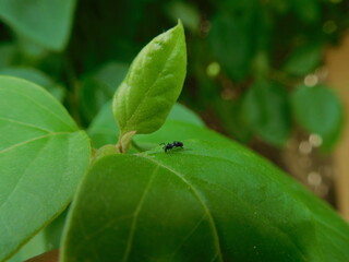 insect, beetle or an ant on a leaf.  A bug on  green leaf. Plant leaves eaten by insects.