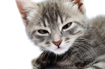 Little gray kitten on a white background. Cat face muzzle closeup looking at the camera. A mutton cat without breed looks at the camera. Banner. Gray kitten in muzzle close-up