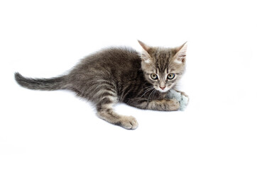 Little gray kitten on a white background. The cat lies with its head up. Cat in a hunting pose. Little kitty is preparing for an attack. Cat in the face close-up, face, hats