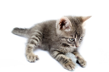 Fototapeta premium Little gray kitten on a white background. The cat lies with its head up. Cat in a hunting pose. Little kitty is preparing for an attack. Cat in the face close-up, face, hats