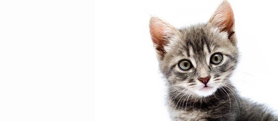 Little gray kitten on a white background. Cat face muzzle closeup looking at the camera. A mutton...