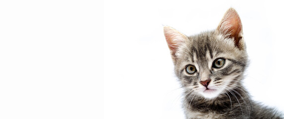 Little gray kitten on a white background. Cat face muzzle closeup looking at the camera. A mutton cat without breed looks at the camera. Banner. Gray kitten in muzzle close-up