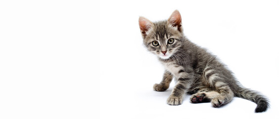Little gray kitten on a white background. The cat is sitting and washing. The cat licks the fur between the paws. The kitten abandoned, raised his leg behind his head. Banner