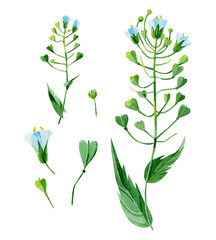 Set of herbs. Capsella wildflowers (seeds, leaves, buds, stems). Hand-drawn in watercolor. Botanical illustrations on a white background. Design elements that are perfect for cards, prints, textiles.