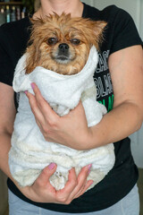 Happy little dog in the bathroom after a bath wrapped in a towel