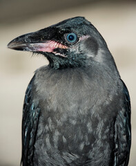 close up of a black crow