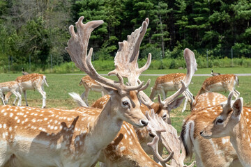 Persian Fallow deer or Dama Dama Mesopotamica Deer in Hamilton Safari, Ontario, Canada