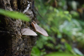 Fototapeta premium Gros plan de nature champignon foret pluvieuse