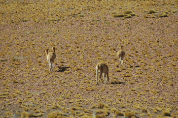 San Pedro De Atacama Flamencos en el Salar  De Atacama Vicuñas Vizcachas volcan Licancabur Salar De Tara