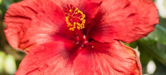 Blumenpanorama Rote Hibiskusblüte 