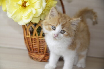 Near the basket with yellow roses there is a beautiful white-red fluffy cat with green eyes.