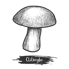 Clitocybe sketch or hand drawn sloping head