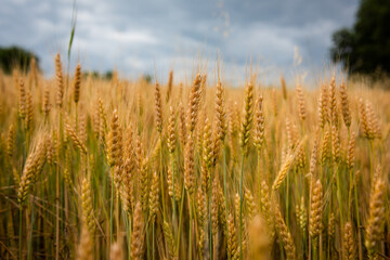 Campo di grano in collina
