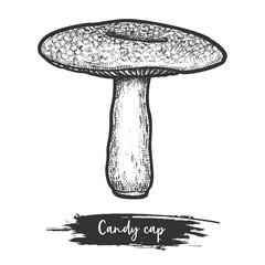 Hand drawn candy cap mushroom or milkcap shroom