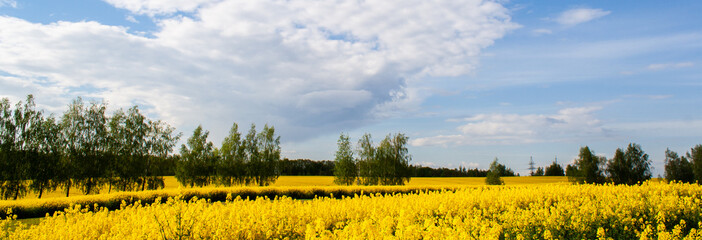 Beautiful field of yellow rape and green trees. Meadow with a forest Cultivation of agricultural crops. Spring sunny landscape with blue sky. Banner of nature