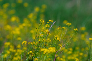 green field with grass and yellow flowers