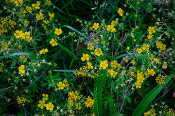 yellow flowers in the grass