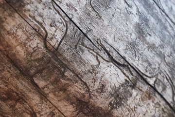 Wood texture - Old wooden planks