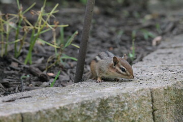A Chipmunk Sniffing the Bricks for Seeds