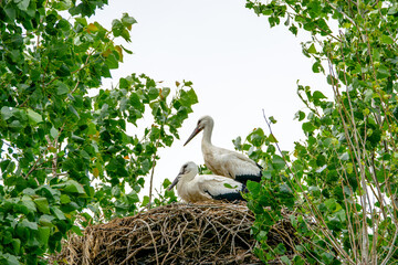 Vendée, France, June 2020: a couple of stork in their nest at châteauneuf.