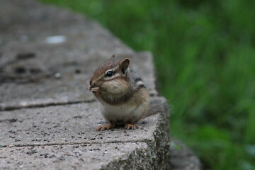 A Chipmunk with Hand Near Mouth While Standing on Bricks