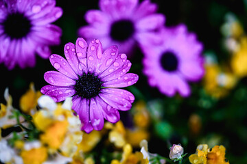 Purple flowers with rain drops. Close up macro photography of nature. Colorful yellow flowers. Nature of New York, in Central Park. Small flower petals.