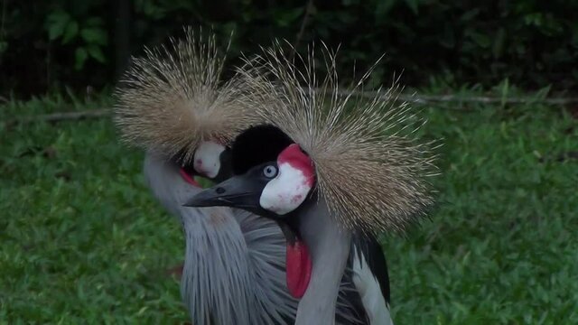 Exotic crane bird: the black crowned crane (Balearica pavonina). Wildlife wallpaper. 
