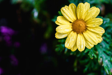 Yellow flowers with rain drops. Close up macro photography of nature. Colorful yellow flowers. Nature of New York, in Central Park. Small flower petals.