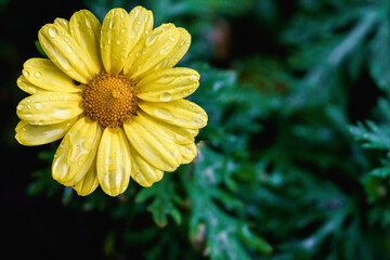 Yellow flowers with rain drops. Close up macro photography of nature. Colorful yellow flowers. Nature of New York, in Central Park. Small flower petals.