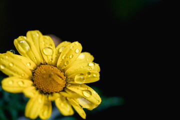 Yellow flowers with rain drops. Close up macro photography of nature. Colorful yellow flowers. Nature of New York, in Central Park. Small flower petals.