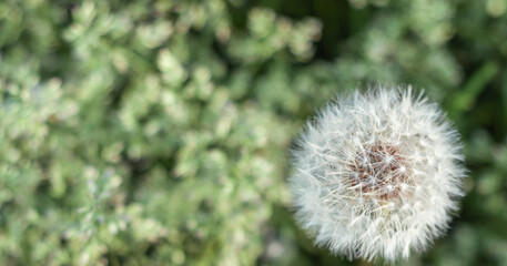 White dandelion. White flower. Green blurred background. nature.