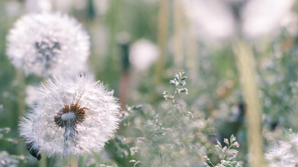 White dandelion. White flower. Green blurred background. nature.