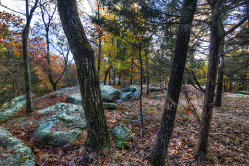 Obraz premium rocky top in the forest