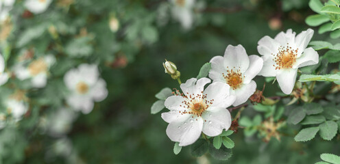 White flowers on a blur green background. Flowering. Nature. Flora.