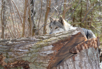 Timber Wolf in the wild - Canis lupus