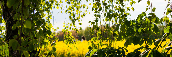 Obraz na płótnie Canvas Birch foliage on yellow rape field background, macro shot of beautiful field of yellow rape. Cultivation of agricultural crops closeup. Spring sunny landscape with blue sky. Banner of nature
