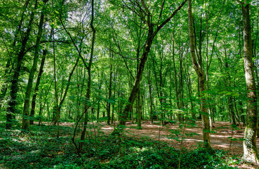 Beautiful trees and light in the wood