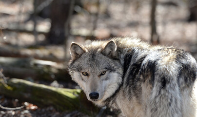 Naklejka na ściany i meble Timber Wolf in the wild - Canis lupus