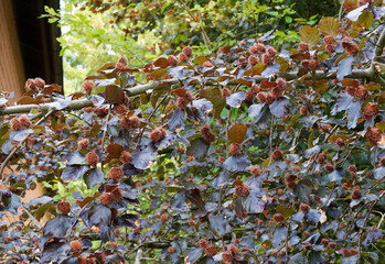 Fagus sylvatica purpurea | Hêtre pourpre à cupules brunes épineuses dans un feuillage dense oval et ondulé de couleur pourpre foncé et brillant 