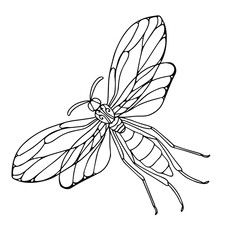 beautiful insects, green dragonfly, vector illustration isolated on white background