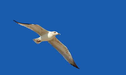 Seagull in flight with outstretched wings close up isolated on a blue background, copy space. Seabirds protection. Concept of freedom and independence