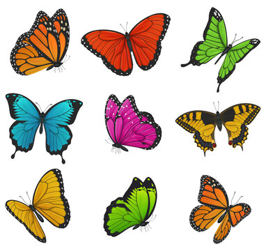 Big collection of colorful butterflies. Vector illustration