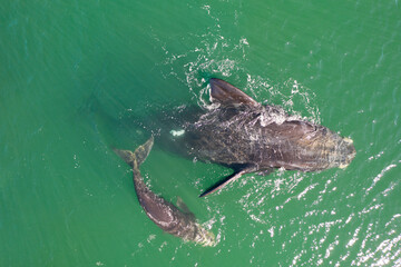 Overhead aerial view of a Southern Right Whale and her calf in the waters off of Cape Town, South Africa. 